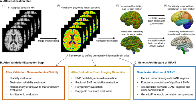 A genetically informed brain atlas for enhancing brain imaging genomics