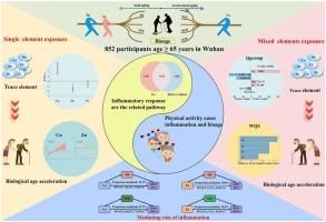 Associations between serum trace elements and biological age acceleration in the Chinese elderly: A community-based study investigating the mediating role of inflammatory markers and the moderating effect of physical activity