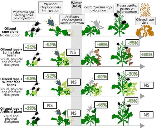 Intercropping mitigates incidence of the oilseed rape insect pest complex