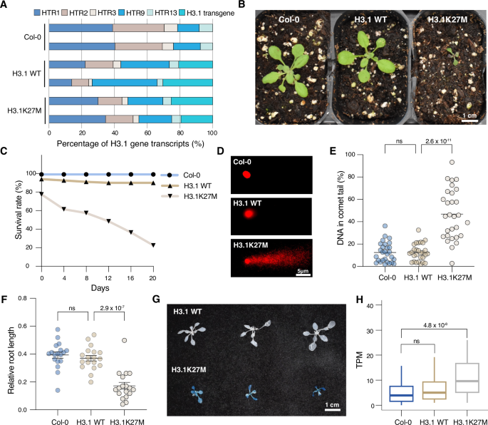 H3.1K27M-induced misregulation of the TONSOKU-H3.1 pathway causes genomic instability