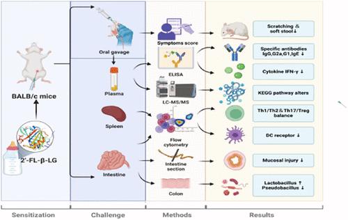 2′-FL in Dairy Matrices Attenuates Allergic Symptoms in Mice by Reducing BLG Hypersensitivity and Modulating Gut Microecology