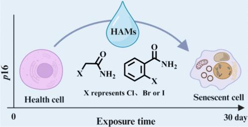 Prolonged Exposure to Environmental Levels of Haloacetamides Exacerbates Cellular Senescence: Phenotypic and Mechanistic Insights