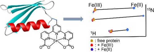 Excellent Fe(II) Binding Tag in Protein Paramagnetic NMR Spectroscopy