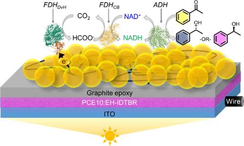 Semiartificial Photoelectrochemistry for CO2-Mediated Enantioselective Organic Synthesis