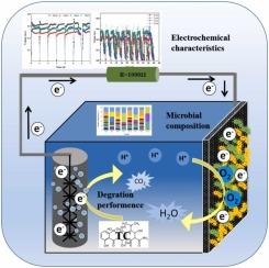 Enhancing Tetracycline Removal: Performance and Mechanisms of Interspecies Electron Transfer in Microbial Consortia