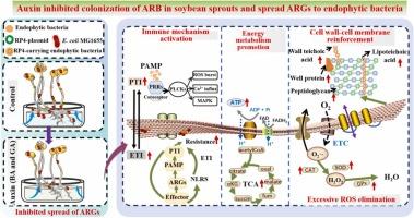 Auxin inhibited colonization of antibiotic resistant bacteria in soybean sprouts and spread of resistance genes to endophytic bacteria: Highlighting energy metabolism and immunity mechanism