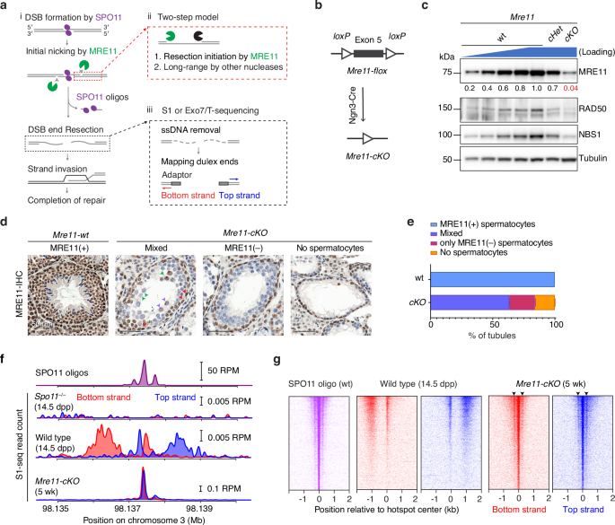 Mouse MRE11-RAD50-NBS1 is needed to start and extend meiotic DNA end resection