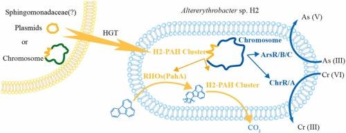 Simultaneous high molecular weight PAHs degradation and chromate and arsenite detoxification by Altererythrobacter sp. H2