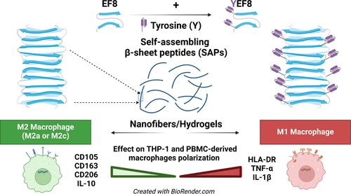 Effect of Tyrosine-Containing Self-Assembling β-Sheet Peptides on Macrophage Polarization and Inflammatory Response