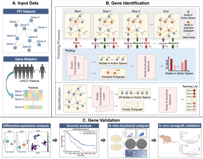 Identifying potential risk genes for clear cell renal cell carcinoma with deep reinforcement learning