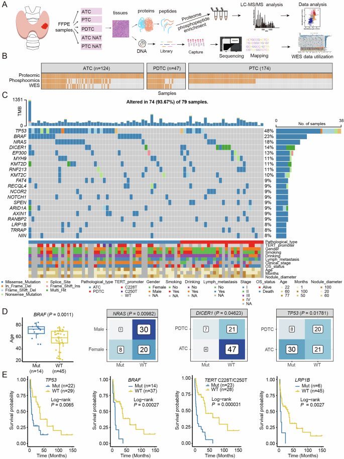 Integrative proteogenomic characterization reveals therapeutic targets in poorly differentiated and anaplastic thyroid cancers