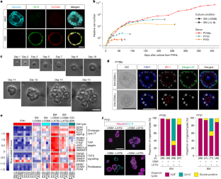Generation of human adult hepatocyte organoids with metabolic functions