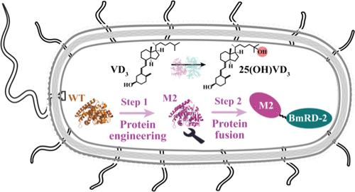 Fusing Engineered CYP109E1 and a New Reductase Domain for 25(OH)VD3 Biosynthesis