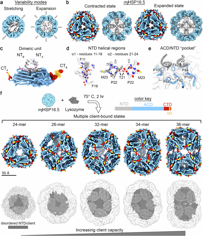Mechanism of small heat shock protein client sequestration and induced polydispersity
