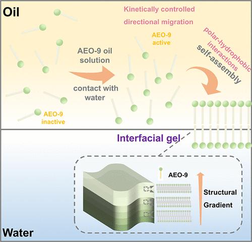 Self-Assembly at Oil–Water Interfaces Driven by Solubility Differences and Polar–Hydrophobic Interactions: An Insight into a Highly Mechanical Performance Gel with Gradients