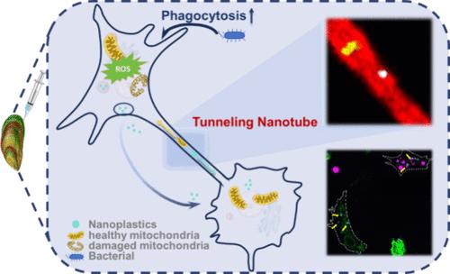 Passing the Parcels: Intercellular Nanoplastics Transfer in Mussels Perna viridis with Activated Immunomodulation