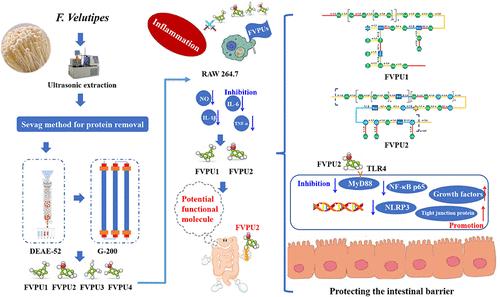 Exploring the Structure–Activity Relationship of F. velutipes Polysaccharide: A Novel Promising Anti-Inflammatory and Intestinal Barrier-Protective Molecule Extracted by Ultrasound