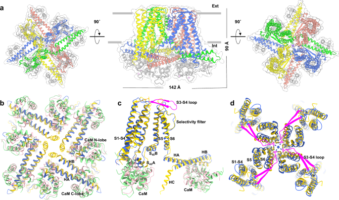 Cryo-EM structures of the small-conductance Ca2+-activated KCa2.2 channel
