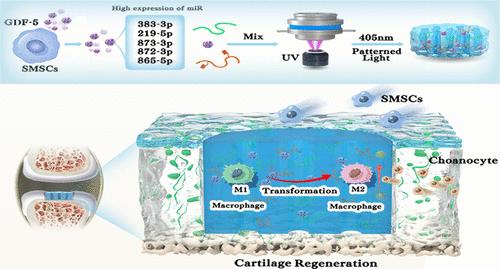 Three-Dimensional Bioprinting of Growth Differentiation Factor 5-Preconditioned Mesenchymal Stem Cell-Derived Exosomes Facilitates Articular Cartilage Endogenous Regeneration