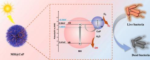 Controllable fabrication of nanosheet-inserted urchin-like MH@CoP Z-scheme heterojunction for enhanced physical and photocatalytic synergistic antibacterial performance