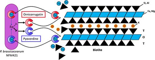 Pseudomonas brassicacearum-Induced Biotite Weathering: Role of Iron Homeostasis and Two Siderophores