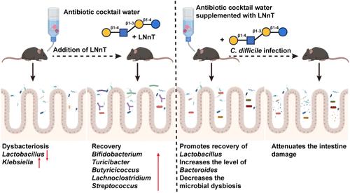 Human Milk Oligosaccharide Lacto-N-Neotetraose Promotes Gut Microbiota Recovery in the Context of Antibiotic-Induced Dysbiosis