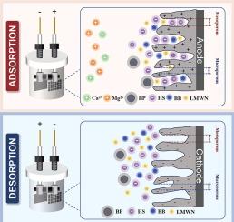 Enhanced adsorption of organic matter from coal chemical membrane concentrate by applying positive potential to mesoporous activated carbon fiber
