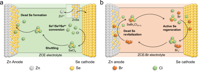 Six-electron-conversion selenium cathodes stabilized by dead-selenium revitalizer for aqueous zinc batteries