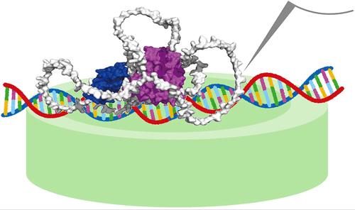 Zooming into Gene Activation: Estrogen Receptor α Dimerization and DNA Binding Visualized by High-Speed Atomic Force Microscopy