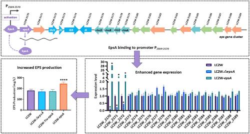 LytR Family Transcriptional Regulator EpsA Positively Regulates Exopolysaccharide Biosynthesis in Lacticaseibacillus casei