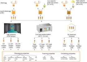 Rheological, foaming, and emulsifying properties of liquid whole egg fortified with green tea extract and treated with high pressure