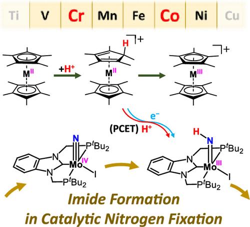Theoretical Study of Imide Formation in Nitrogen Fixation Catalyzed by Molybdenum Complex Bearing PCP-Type Pincer Ligand with Metallocenes