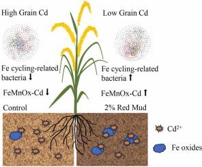 Red mud causes dynamic changes in the soil microbial community and cadmium fractions in a slightly cadmium-contaminated paddy soil