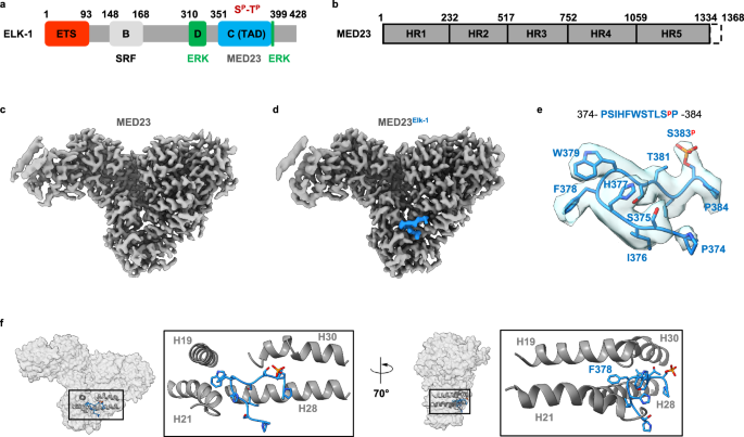 Structural basis of human Mediator recruitment by the phosphorylated transcription factor Elk-1