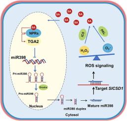 miR398-SlCSD1 module participates in the SA-H2O2 amplifying feedback loop in Solanum lycopersicum