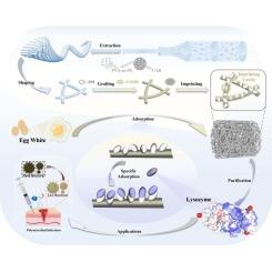 Facile fabrication of surface imprinted polymers based on nanofibrous aerogels for specific capture of lysozyme form egg white