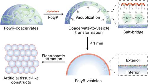 Salt-Bridge-Mediated Coacervate-to-Vesicle Transformation in Arginine-Rich Coacervates