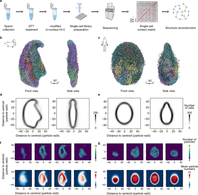 Three-dimensional genome structures of single mammalian sperm