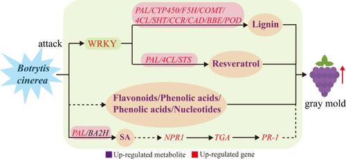 Deciphering Grape Berry Peel Resistance to Botrytis cinerea: A Transcriptomic and Metabolomic Perspective