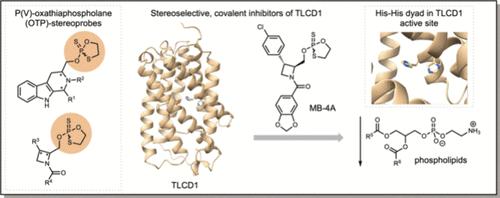 Proteomic Ligandability Maps of Phosphorus(V) Stereoprobes Identify Covalent TLCD1 Inhibitors