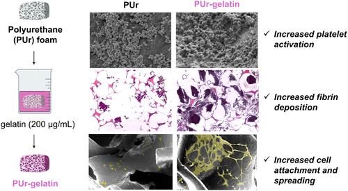 Bioactive Polyurethane Shape Memory Polymer Foam Dressings with Enhanced Blood and Cell Interactions for Improved Wound Healing