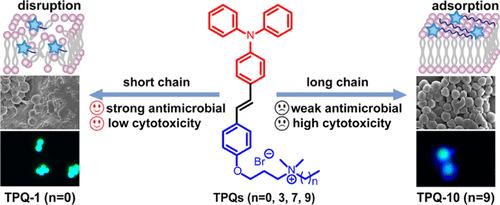 Important Role of Triphenylamine in Modulating the Antibacterial Performance Relationships of Antimicrobial Peptide Mimics by Alkyl Chain Engineering