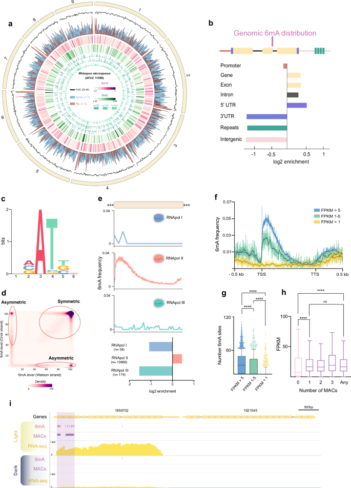 Symmetric adenine methylation is an essential DNA modification in the early-diverging fungus Rhizopus microsporus