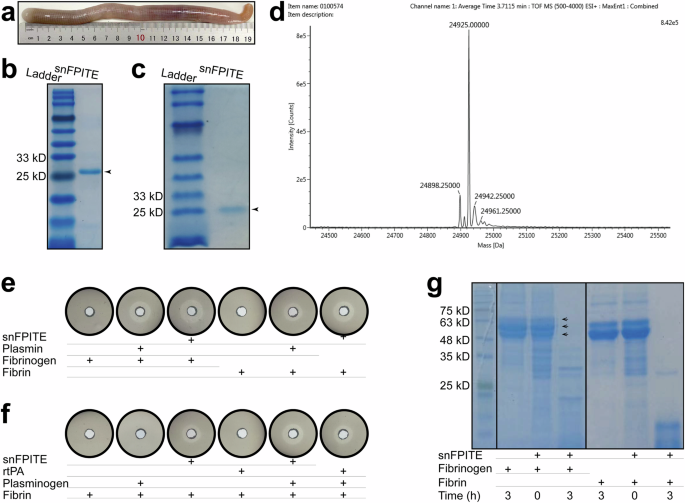 A facultative plasminogen-independent thrombolytic enzyme from Sipunculus nudus