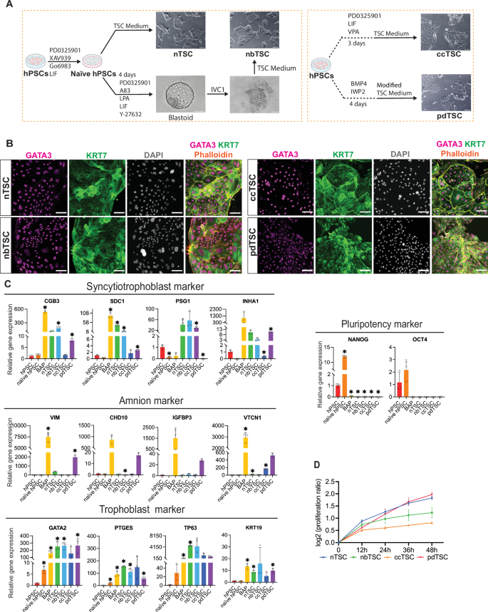 Chromosomal instability in human trophoblast stem cells and placentas