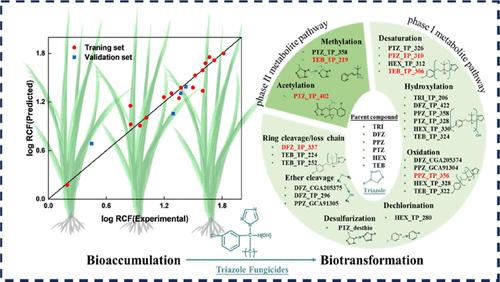 Bioaccumulation and Biotransformation of Triazole Pesticides in Rice (Oryza sativa L.): Quantitative Structure–Activity Relationship, Metabolic Pathways, and Toxicity Assessment