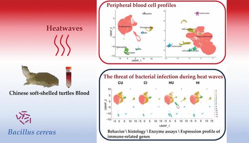 Effects of Bacterial Infections under Heatwaves on Chinese Soft-Shelled Turtles and Their Single-Cell Transcriptomic Landscapes