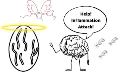 Furan Acids from Nutmeg and Their Neuroprotective and Anti-neuroinflammatory Activities