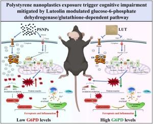 Polystyrene nanoplastics exposure trigger cognitive impairment mitigated by luteolin modulated glucose-6-phosphate dehydrogenase/glutathione-dependent pathway