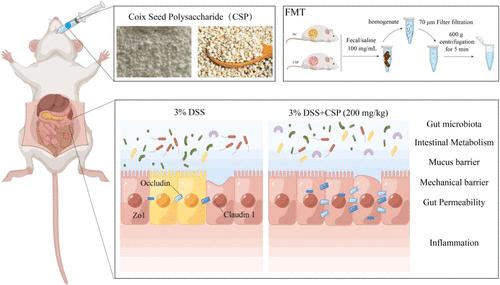 Coix Seed Polysaccharide Mitigates Ulcerative Colitis in Mice through the Modulation of Gut Microbiota and Improvement of Intestinal Metabolism Balance